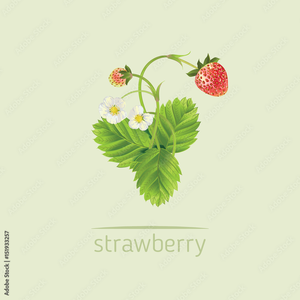 Vector realistic illustration of strawberry with leaves and flowers