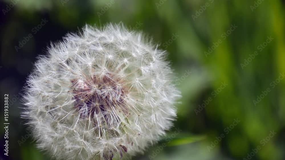 Close up of Dandelion Head in Seed. Taraxacum officinale Close up of Dandelion Head in Seed. Taraxacum officinale