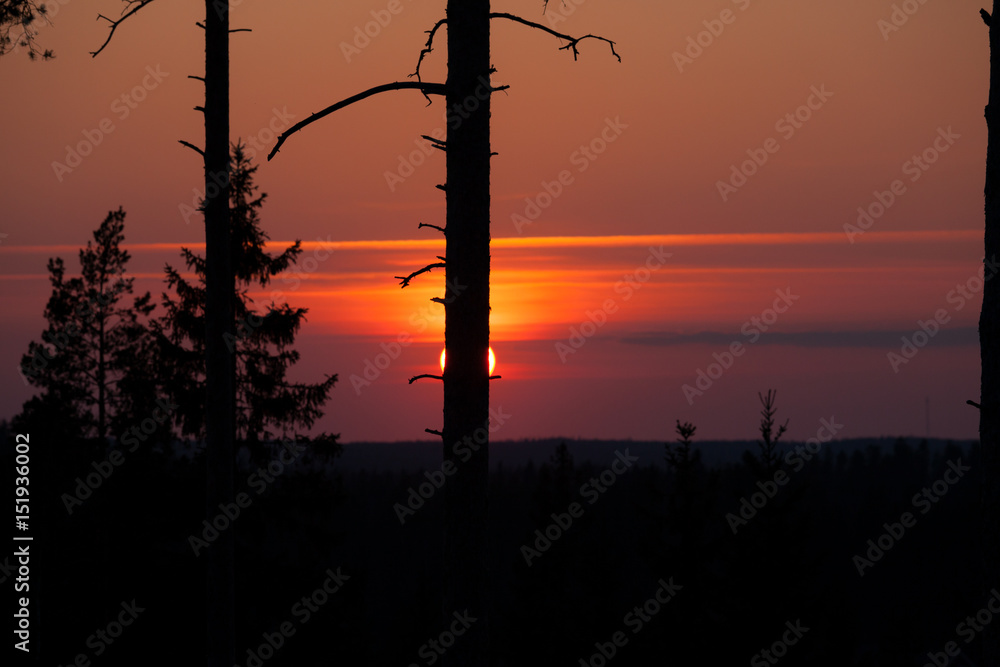 Sun setting over forest Sun setting over forest