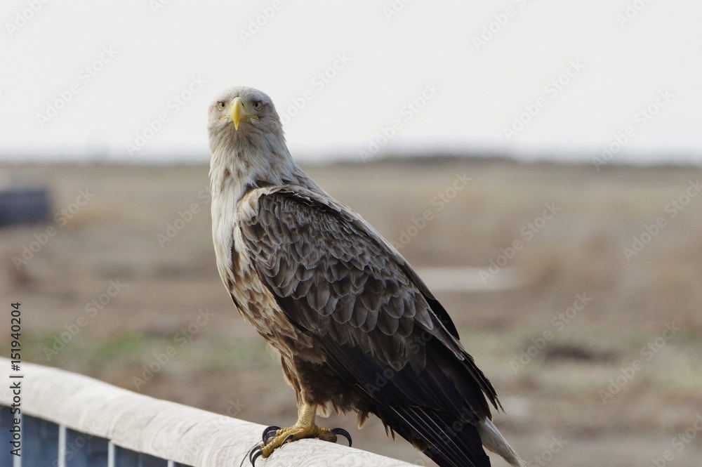handsome bird, White-tailed eagle オジロワシ 北海道 handsome bird, White-tailed eagle オジロワシ 北海道
