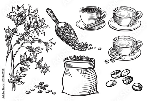 set of cup and coffee beans and branch in graphic style hand-drawn vector illustration.