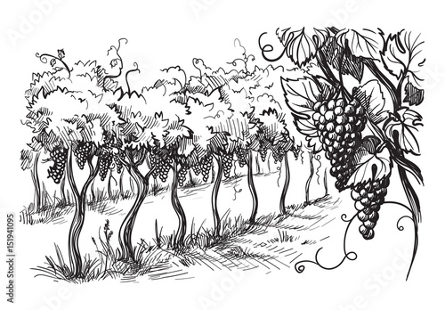 Rows of vineyard grape plants in graphic style, hand-drawn vector illustration.