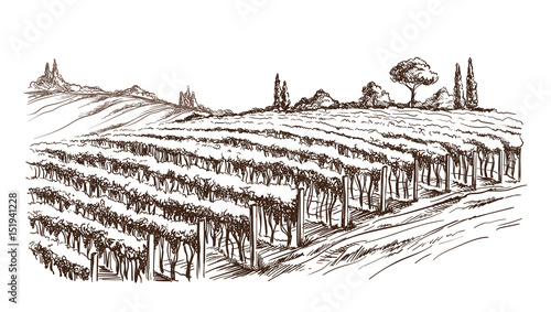 Rows of vineyard grape plants in graphic style, hand-drawn vector illustration.