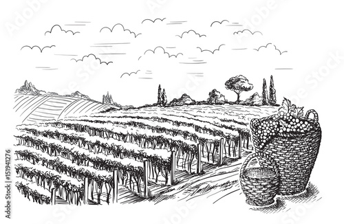 Rows of vineyard grape plants in graphic style, hand-drawn vector illustration.