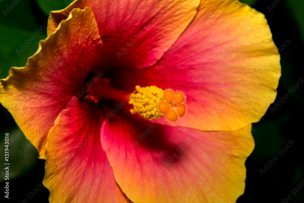 Macro of Red and Yellow Flower Macro of Red and Yellow Flower