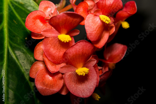 Red and yellow flower