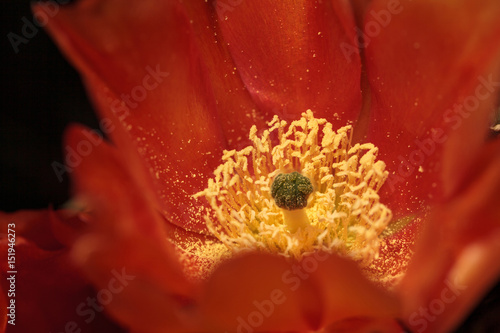 Orange flowers on a hedgehog cactus, Echinocereus triglochidiatus photo