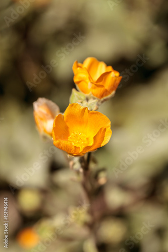 Fototapeta Naklejka Na Ścianę i Meble -  Yellow flower on Palmer’s Indian mallow, Abutilon palmeri