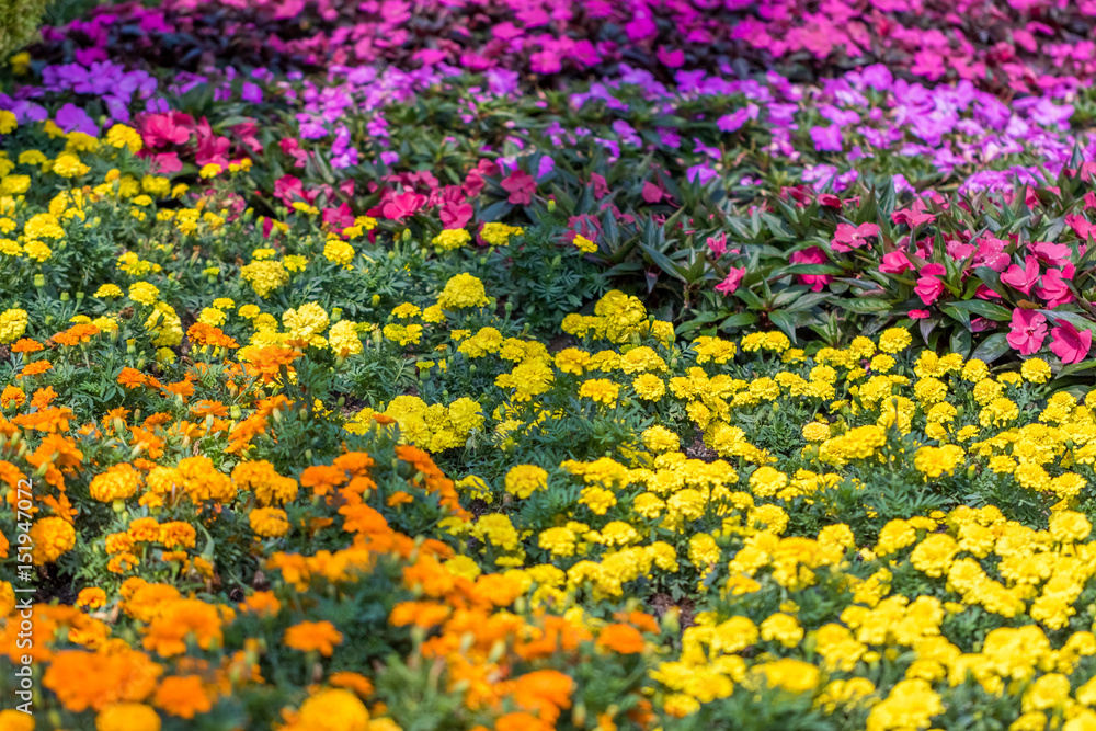 Yellow Orange Purple Flower Bed