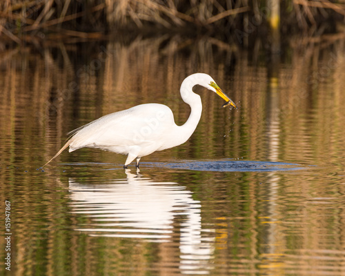 great white egret bird fishing eating fish in marsh. Reflection