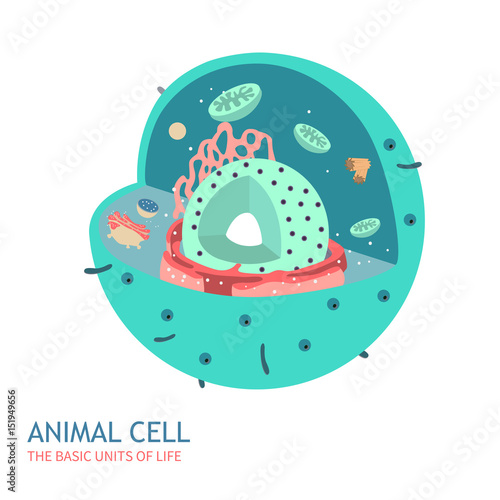 Animal Cell Anatomy