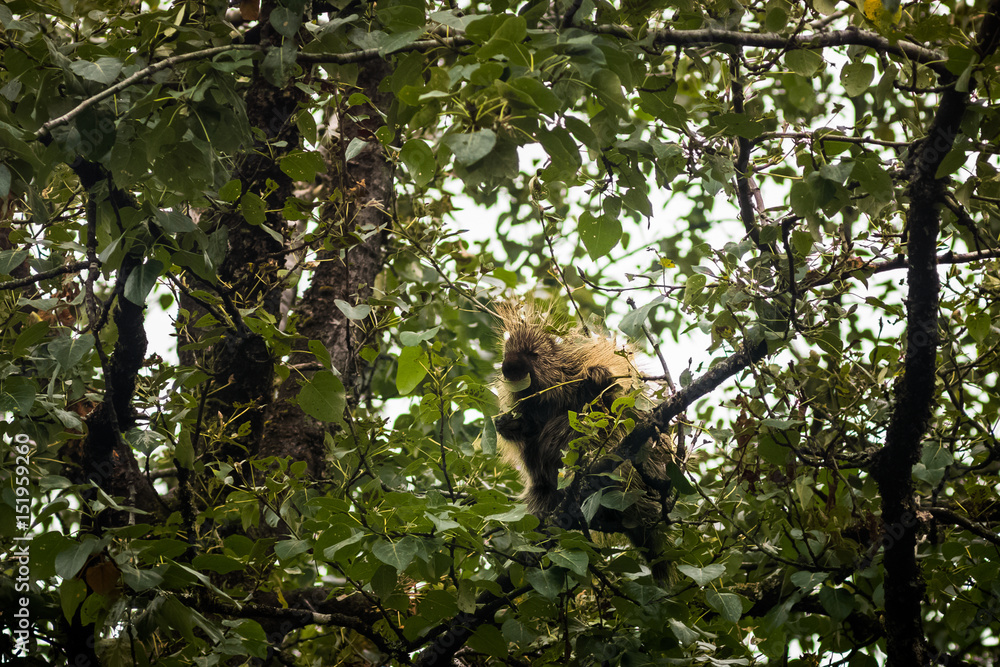 Porcupine at lunch Porcupine at lunch