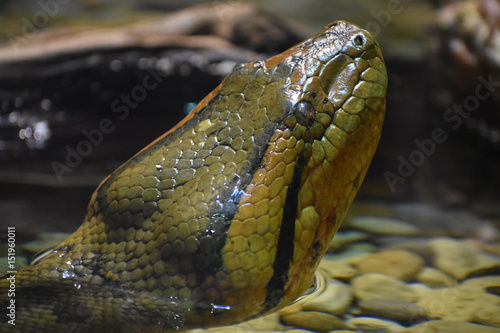 Фотография Anaconda