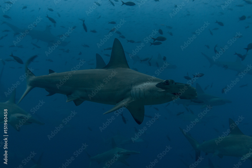 Hammerhead profile view Hammerhead profile view