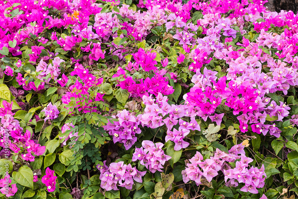 flower in garden flower in garden