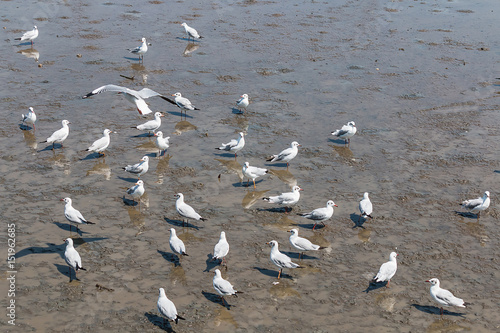 many Seagull