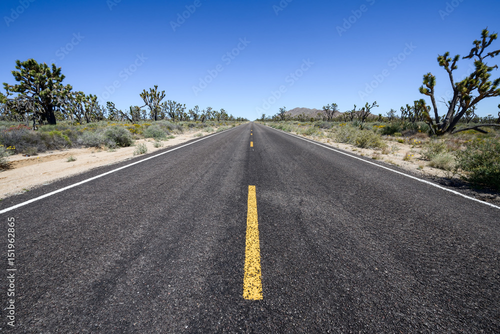 Fototapeta premium Desert Forest Road