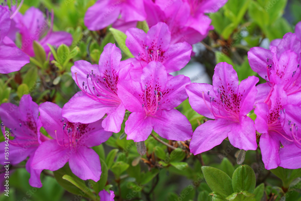 close up on blooming purple rhododendron in spring