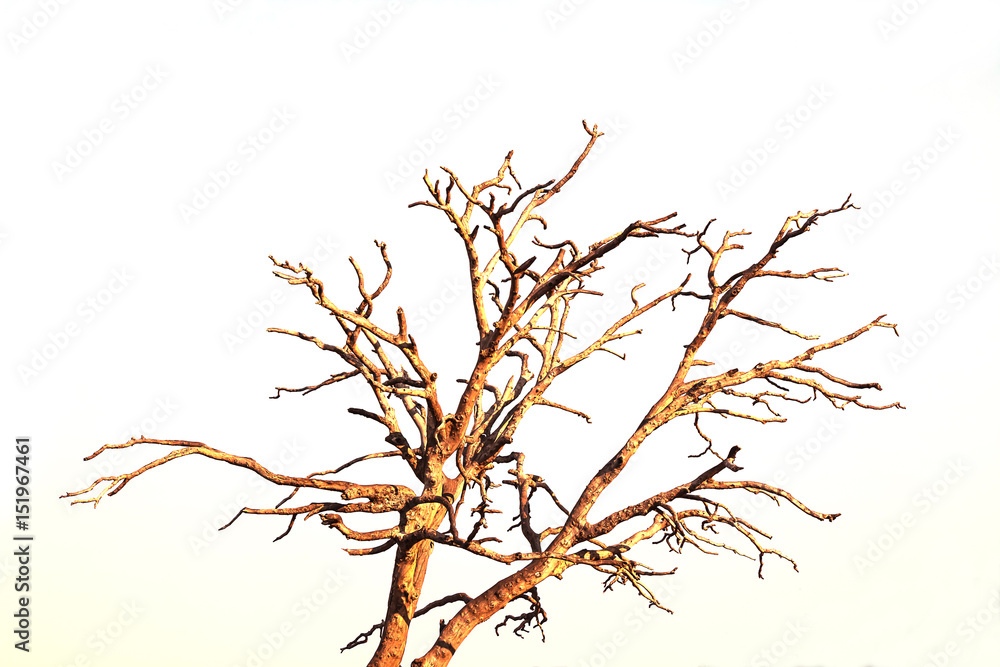 Fototapeta premium dry branch with blue background