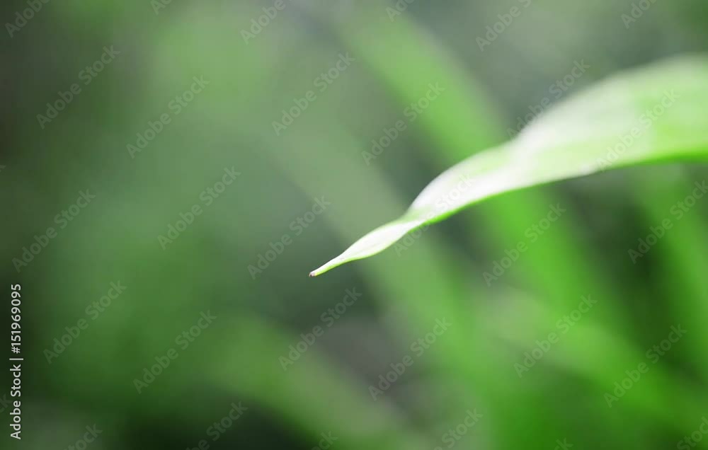 Motion of water drop from a green leaf Motion of water drop from a green leaf