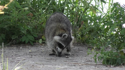 Raccoon eating fish near lake