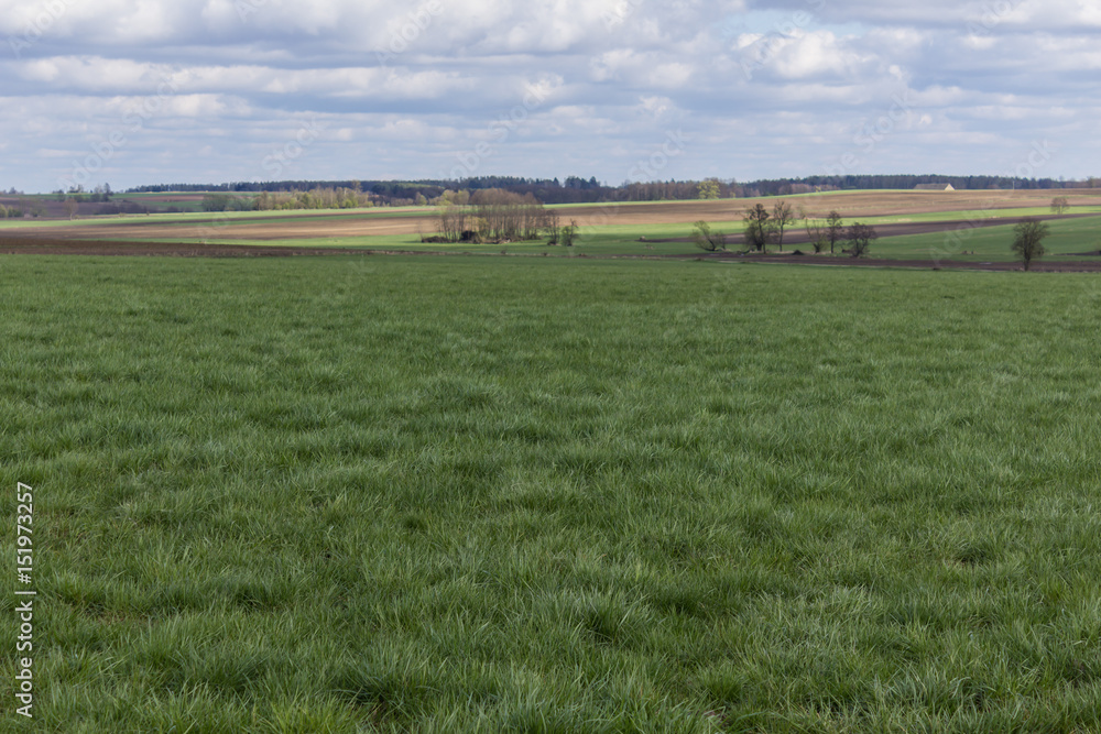Pasture with green grass near the forest. Early Spring on Podlasie, Eastern Poland. Pasture with green grass near the forest. Early Spring on Podlasie, Eastern Poland.