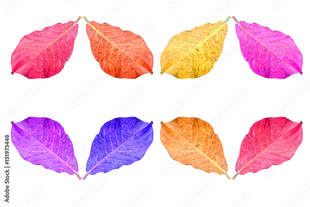 beautiful leaf on white background beautiful leaf on white background