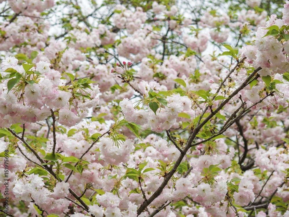 満開の桜の花