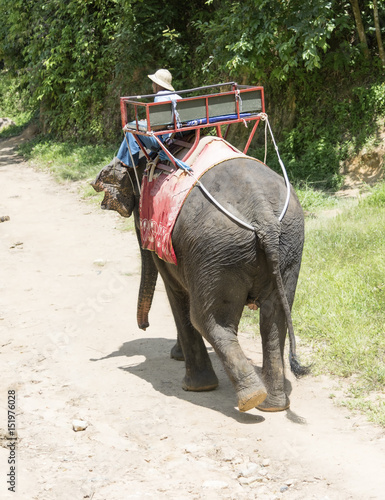 Mahout is taking the elephants to forest after service Thailand tourist