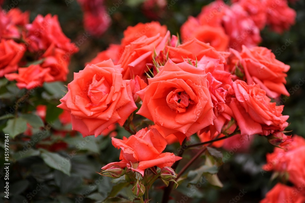 生田緑地のバラ