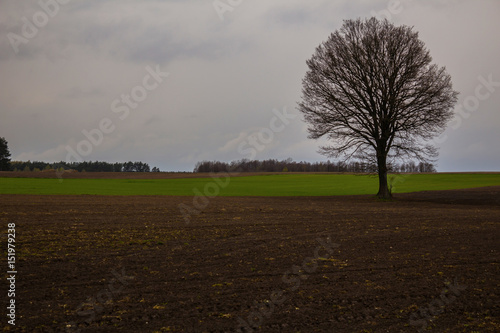 A lonely tree without leaves, standing on a border between a plowed field and pasture. Figure on the ground furrows and traces of tractor tires. Early Spring on Podlasie, Eastern Poland.