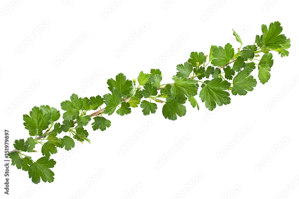Naklejka premium Young gooseberry leaf