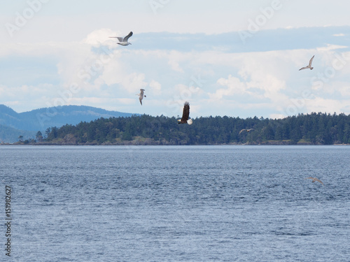 Bald Eagle flyingover the water syrface surrounded by seagulls photo