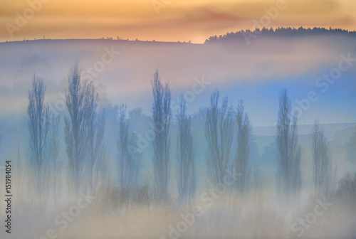 Misty Morning and Poplar grove