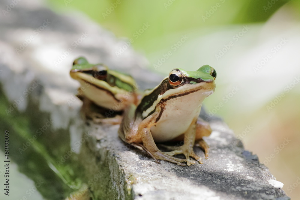 Fototapeta premium two Green paddy frog