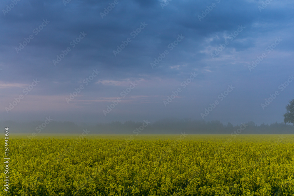 Obraz premium Rape field at sunrise, fog and dark clouds