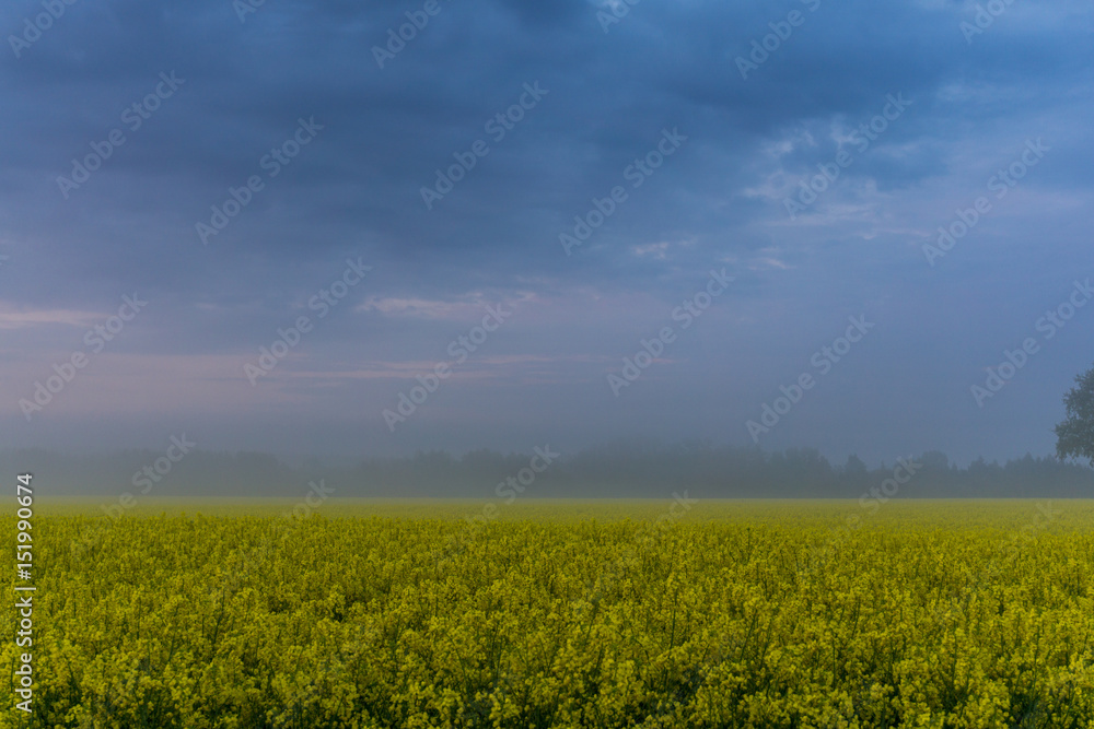 Rape field at sunrise, fog and dark clouds