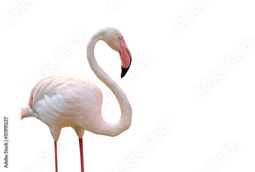 Flamingo isolated on white background