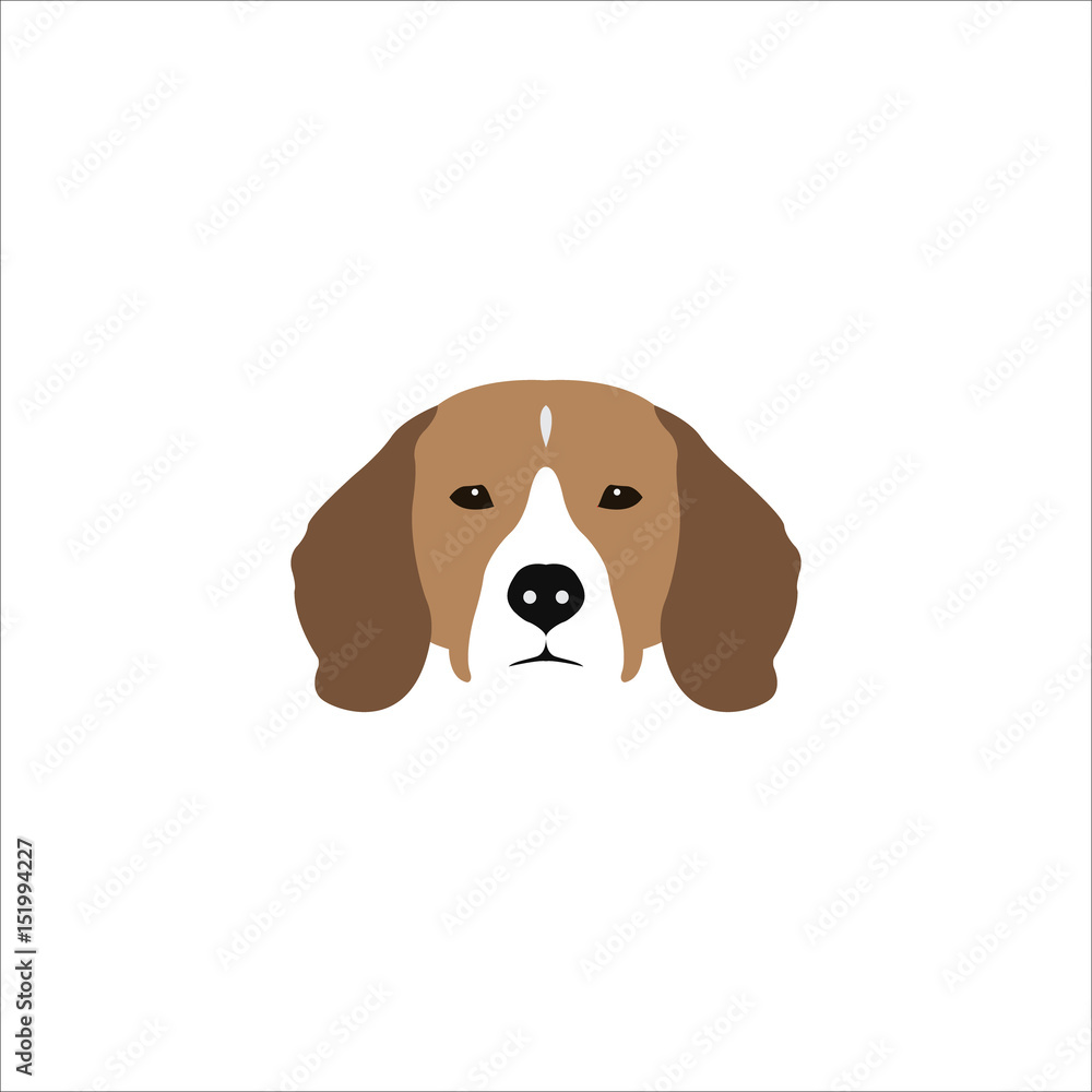 Beagle head isolated on white background. Beagle head isolated on white background.