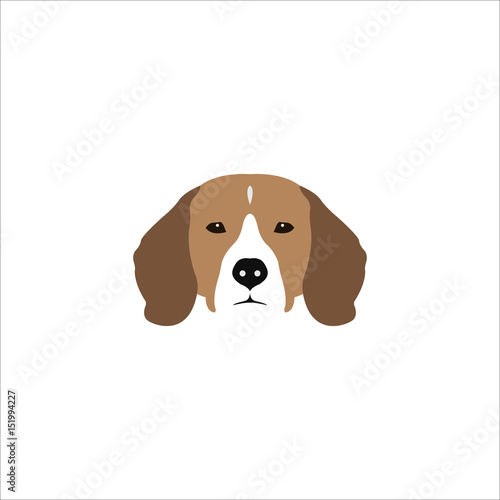 Beagle head isolated on white background. © greens87