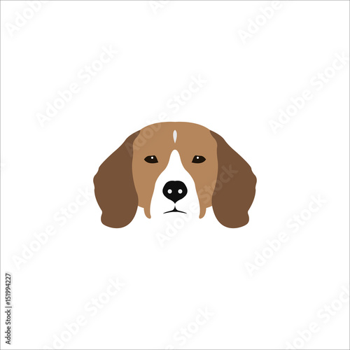 Beagle head isolated on white background.