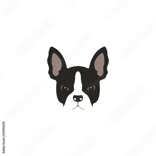 French bulldog head isolated on white background.  © greens87