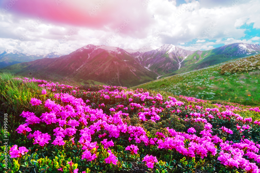 Amazing pink rhododendron flowers