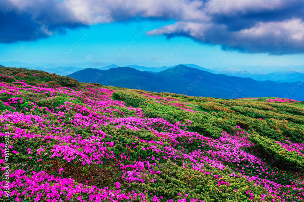 Obraz premium Amazing pink rhododendron flowers