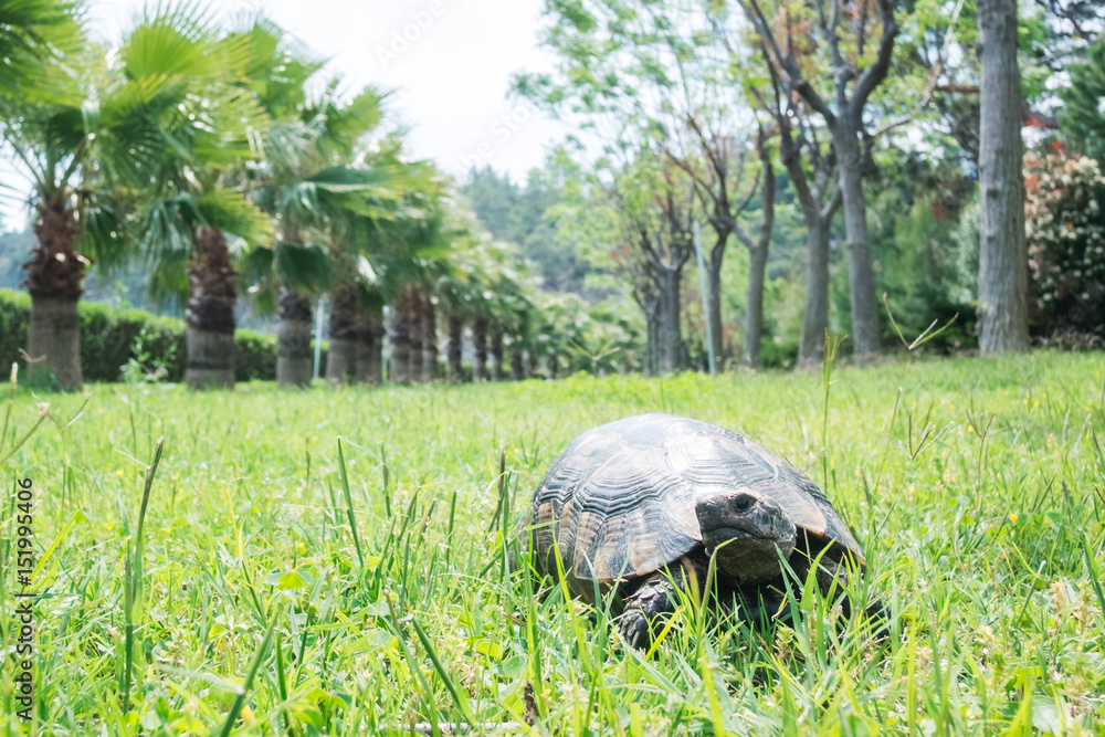 Naklejka premium Big old tortoise in grass.
