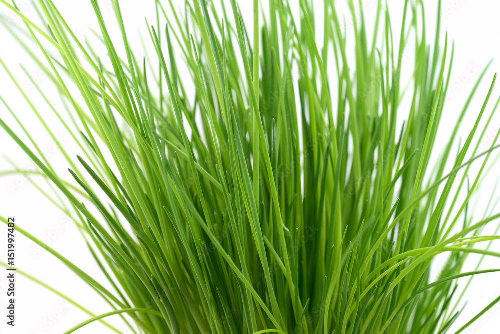 Schnittlauch, Allium schoenoprasum Schnittlauch, Allium schoenoprasum
