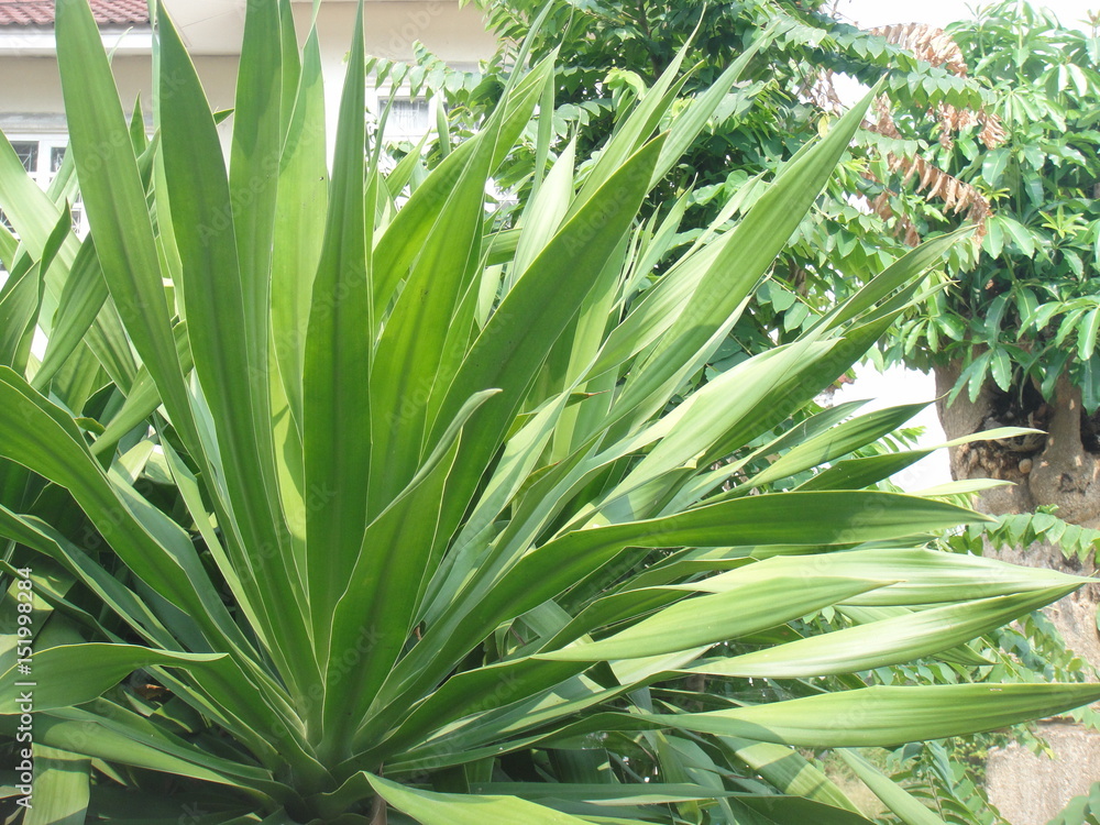 Obraz premium Medicinal plant