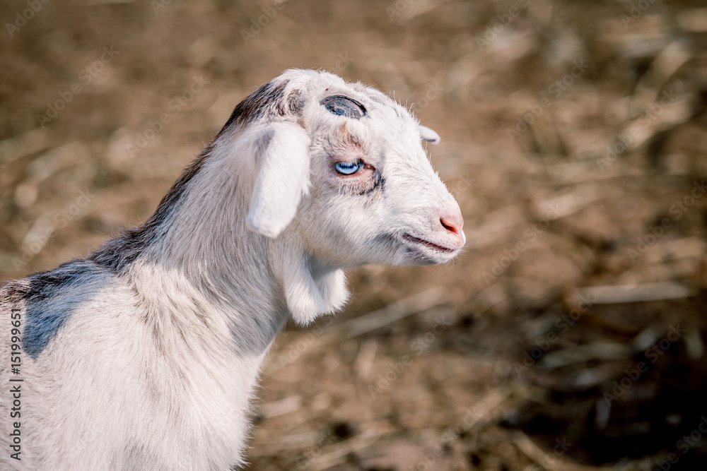 Beautiful little goat with blue eyes posing for portrait Beautiful little goat with blue eyes posing for portrait