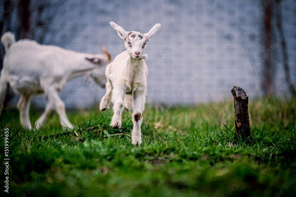 Beautiful little goat with blue eyes sporting on the grass Beautiful little goat with blue eyes sporting on the grass