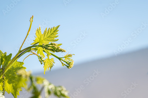 The stage of the growing season in grapes - flowering